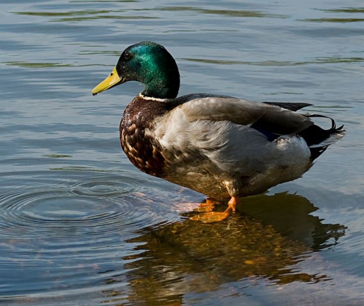 Sydney Ducks, who are they? Learn the basics here!