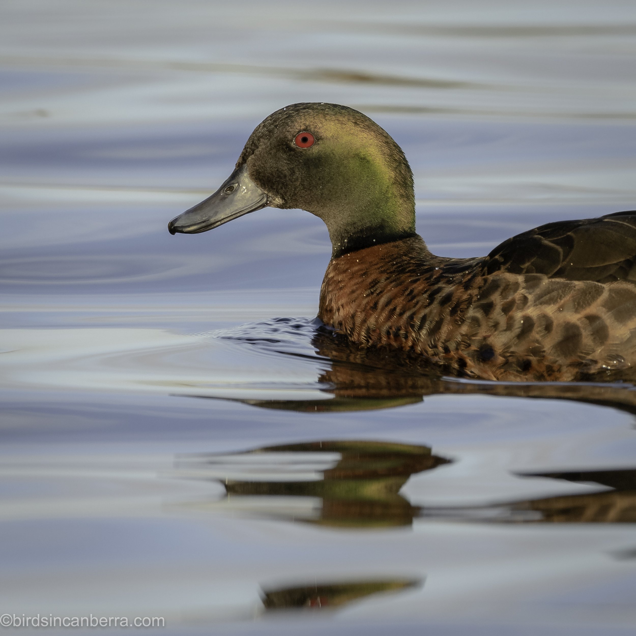 Sydney Ducks, who are they? Learn the basics here!